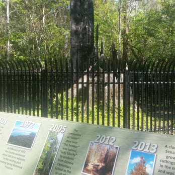 Big Tree Park - Shady and picturesque park with some really great history about a 3500 yr old bald cypress tree and it's 3000 yr old sister! - Parks Near Me - Longwood, Florida