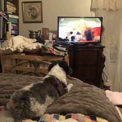 Brighter Life Counseling - Relaxing while watching the Puppy Bowl.