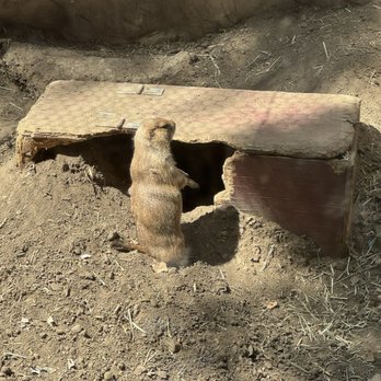 Wildlife Learning Center - Prairie dog - Zoos Near Me - Sylmar, California