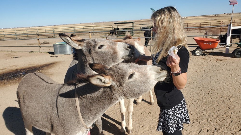 Longhopes Donkey Shelter Image