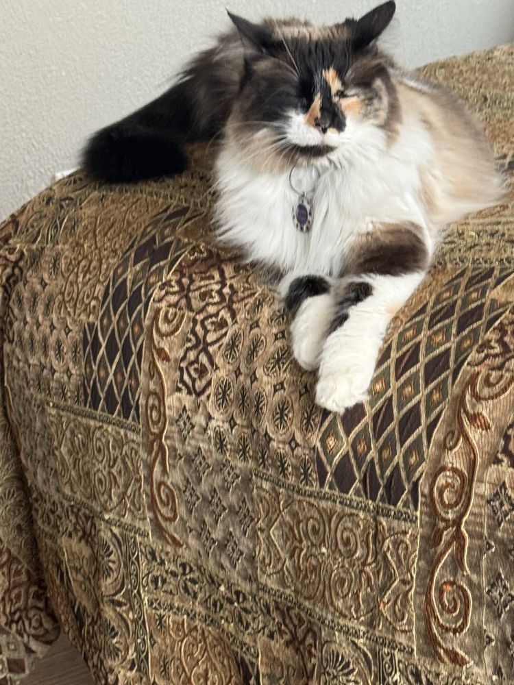Maggie's Affordable Pet Services - pet boarding facility in Tulsa, OK