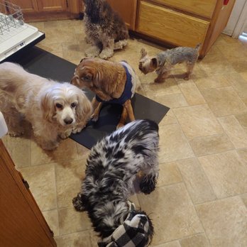 Pet Nanny Paso - Pet Sitting Near Me