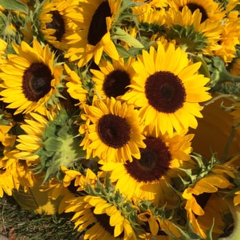 Dig IN - Gorgeous free sunflowers from JP Parker flowers! - Festivals Near Me - Indianapolis, Indiana