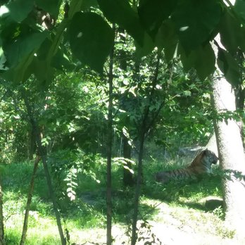 Bronx Zoo - Tiger at the far right - Zoos Near Me - Bronx, New York