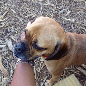 Yard Bar - Jack the wonder puggle - Bars Near Me - Austin, Texas Yard Bar - Jack the wonder puggle - Bars Near Me - Austin, Texas