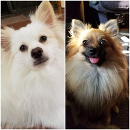 poms