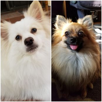 Happy Paws Grooming Nanairo - poms - Pet Groomers Near Me - El Cajon, California