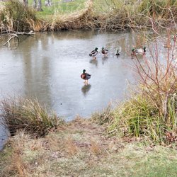 Ducks on frozen pond