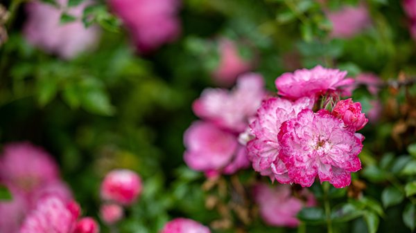 Berkeley Rose Garden by null