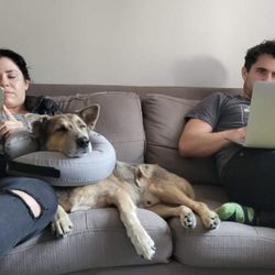 Silvia's Pet Care - E-collar or pillow?