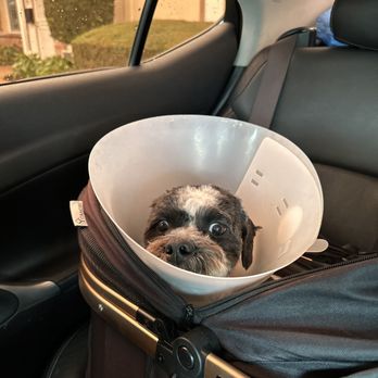 Moco Pet Grooming & Spa - Pet Groomers Near Me - Tustin, California Moco Pet Grooming & Spa - Pet Groomers Near Me - Tustin, California