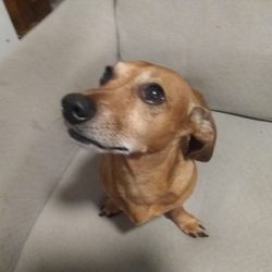 The Lock Up Self Storage - Lucky, the Chiweenie. Just because.