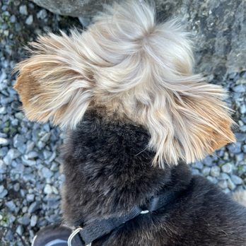 Posh Puppy - Bad cut! - Pet Groomers Near Me - Burien, Washington