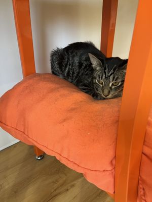 Mew Haven Cat Cafe by null