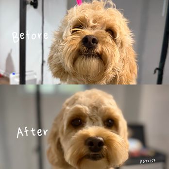 Cozy Paws - Pet Groomers Near Me - Des Plaines, Illinois Cozy Paws - Pet Groomers Near Me - Des Plaines, Illinois
