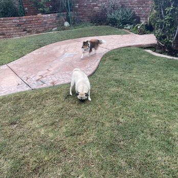 Strong Paws Pet Services - Picture updates - Pet Sitting Near Me Strong Paws Pet Services - Picture updates - Pet Sitting Near Me