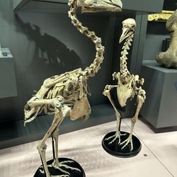 Hunterian Museum