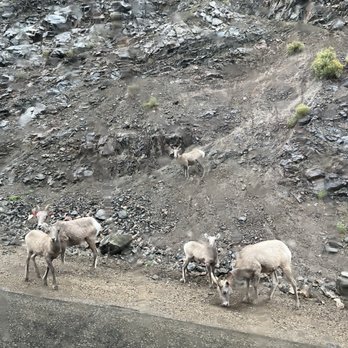 Downstream Adventures - Fun seeing wildlife! - Rafting/Kayaking Near Me - Dumont, Colorado Downstream Adventures - Fun seeing wildlife! - Rafting/Kayaking Near Me - Dumont, Colorado
