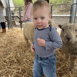 Meyer Mini Farms - Sheep (not sure about this )