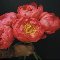 Atelier Belladonna Flower Shop