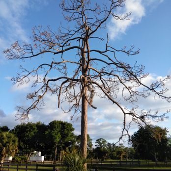 Sunshine Tree Cutting - Dry up pine tree - Tree Services Near Me - Lehigh Acres, Florida