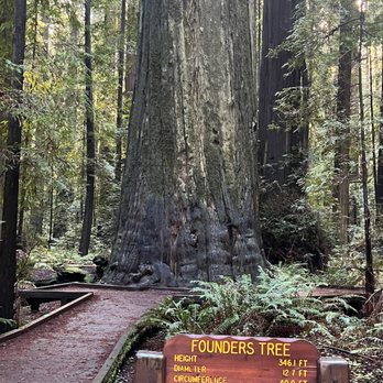 Founders Grove - Founders tree - Parks Near Me - Weott, California