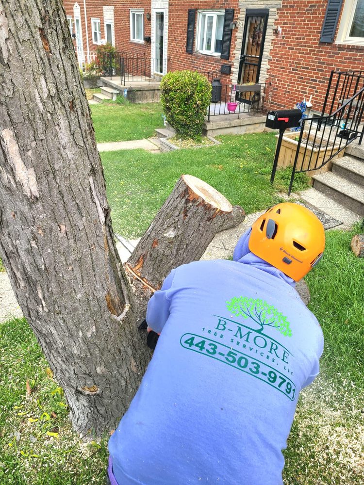 B-more Tree Services - tree service in Dundalk, MD