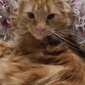 Kitty Kisses Cat Cafe - Themed Cafes Near Me - Reno, Nevada Kitty Kisses Cat Cafe - Themed Cafes Near Me - Reno, Nevada
