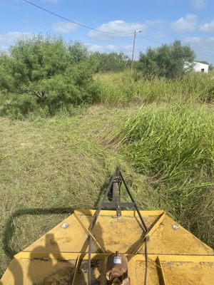 Landscaping - Tree removal
