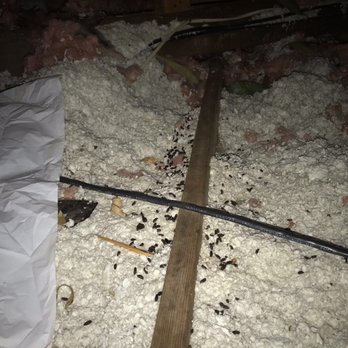 Ecorattic Insulation - Insulation Installation Near Me