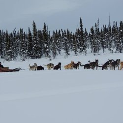 Heywood Kennels Sled Dog Adventures