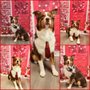 Photo of Jen Dog's Groom Room