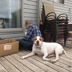 Mountain View Animal Clinic PC - Riley hardly ever leaves Willis's side