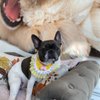 VIP Pet Grooming Studio gift card