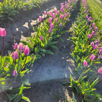Tulip Town - Botanical Gardens Near Me - Mount Vernon, Washington Tulip Town - Botanical Gardens Near Me - Mount Vernon, Washington