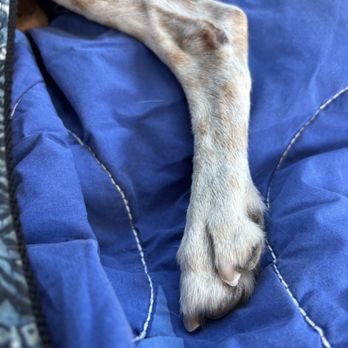 Alameda Mobile Animal Care - Post nail trim - Pet Groomers Near Me Alameda Mobile Animal Care - Post nail trim - Pet Groomers Near Me