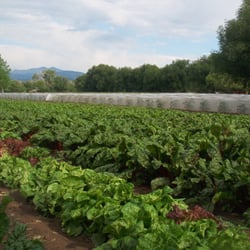 Zweck's Fresh Vegetables & Flowers