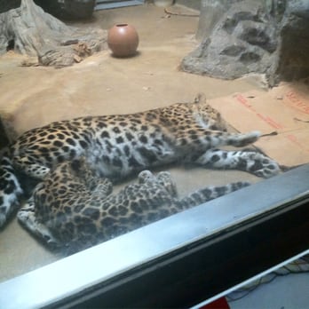 Denver Zoo - Resting Mamma and Cub Leopard - Zoos Near Me - Denver, Colorado