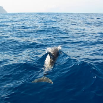 Liko Kauai Cruises - Tours Near Me - Waimea, Hawaii Liko Kauai Cruises - Tours Near Me - Waimea, Hawaii