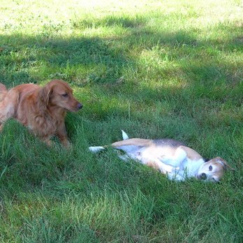 Dog Works Ranch - Pet Sitting Near Me - Monroe, Washington Dog Works Ranch - Pet Sitting Near Me - Monroe, Washington