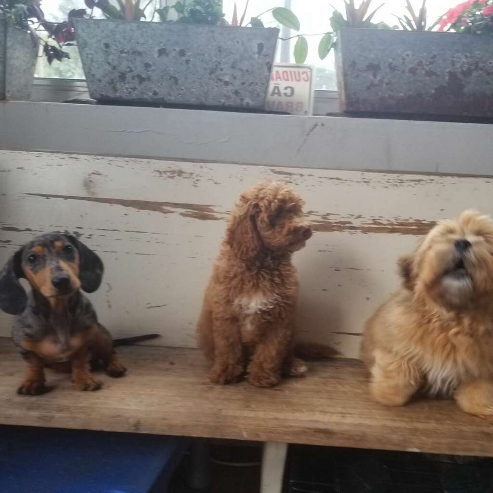 FROGS TO DOGS - Updated July 2025 - 70 Photos & 121 Reviews - 318 E ...