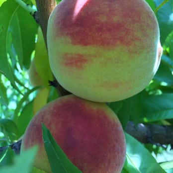 Linvilla Orchards - Peaches - Farmers Market Near Me - Media, Pennsylvania Linvilla Orchards - Peaches - Farmers Market Near Me - Media, Pennsylvania
