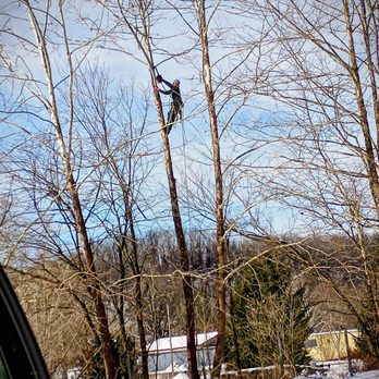 Senica's Tree Service - Tree Services Near Me - Pittsburgh, Pennsylvania