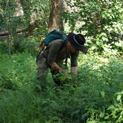 Learn about local wild foods and wild medicinal plants.