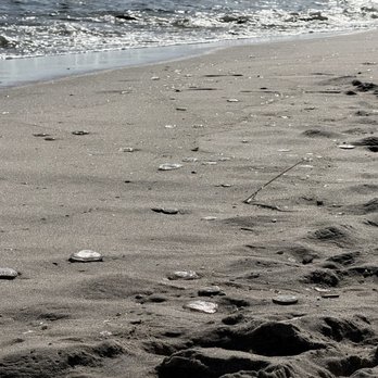 Sandy Hook Beach - Jellyfish - Beaches Near Me - Highlands, New Jersey Sandy Hook Beach - Jellyfish - Beaches Near Me - Highlands, New Jersey