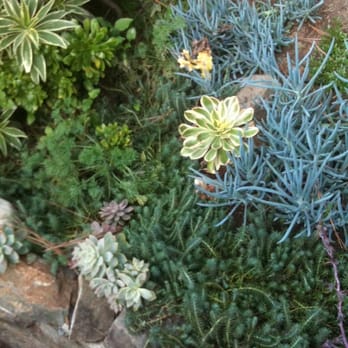 Plantplay Gardens - ... the yard matured and became this lush within six months! - Nurseries & Gardening Near Me - Oceanside, California Plantplay Gardens - ... the yard matured and became this lush within six months! - Nurseries & Gardening Near Me - Oceanside, California
