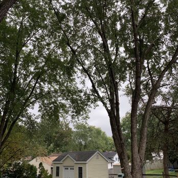 Myers and Laws Tree Service - Happily pruned backyard maple - Tree Services Near Me - Gaithersburg, Maryland