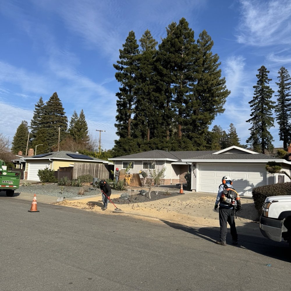 Tree Tech Services - Tree Services Near Me - Sacramento, California