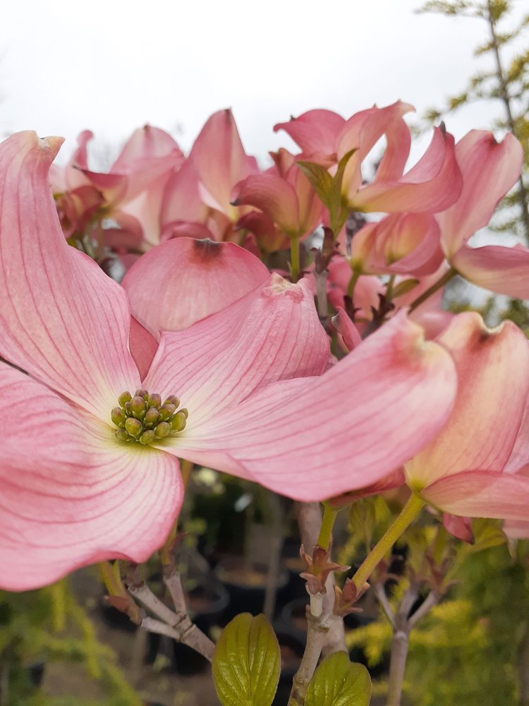 LOPEZ NURSERY & GREENSCAPES Updated April 2024 16 Photos 11418 NE 72nd Ave, Vancouver