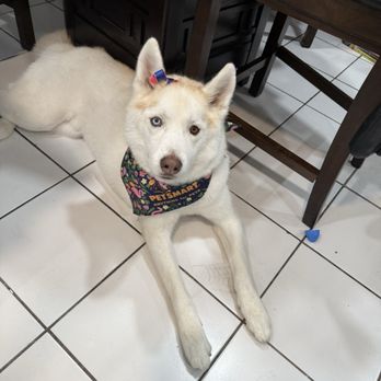PetSmart - Luna after her grooming - Pet Groomers Near Me - VALLEJO, California PetSmart - Luna after her grooming - Pet Groomers Near Me - VALLEJO, California